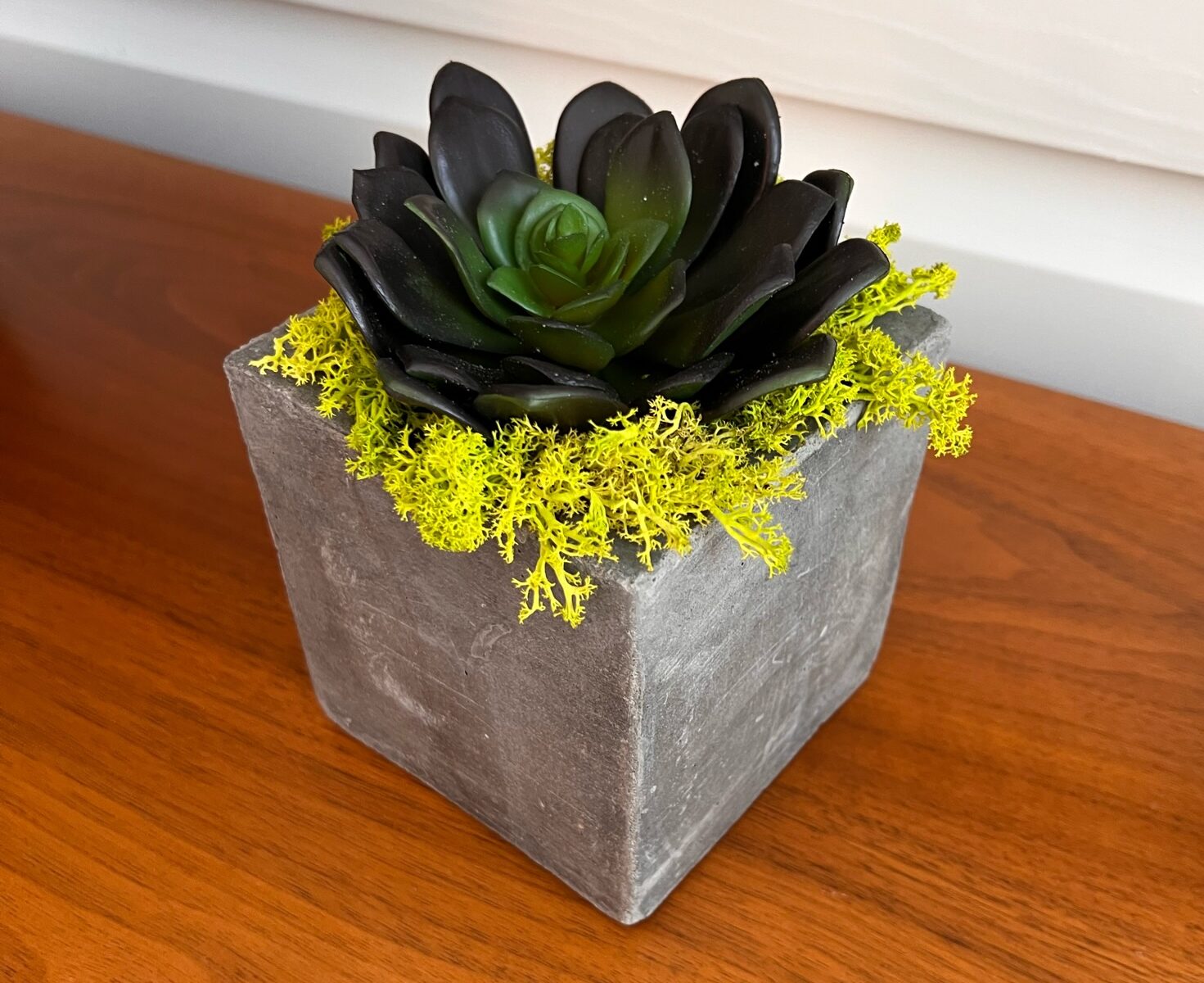 Cube concrete pot with purple succulent and lime green preserved moss