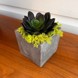 Cube concrete pot with purple succulent and lime green preserved moss