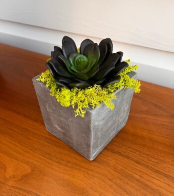 Cube concrete pot with purple succulent and lime green preserved moss