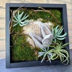 Framed succulent board with moss and seed pods