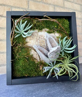 Framed succulent board with moss and seed pods