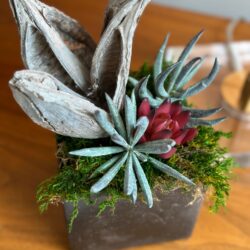 Bronze distressed cube with succulent and seed pod arrangement with moss