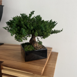 Preserved bonsai tree with black base sitting on wooden buffet table