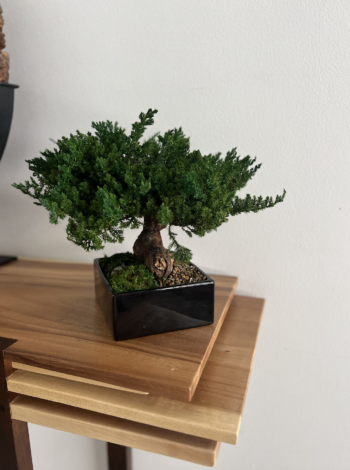 Preserved bonsai tree with black base sitting on wooden buffet table