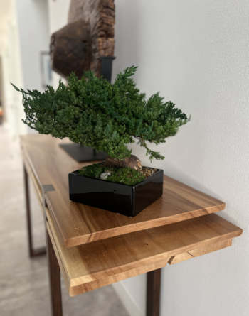 Bonsai_Single_2