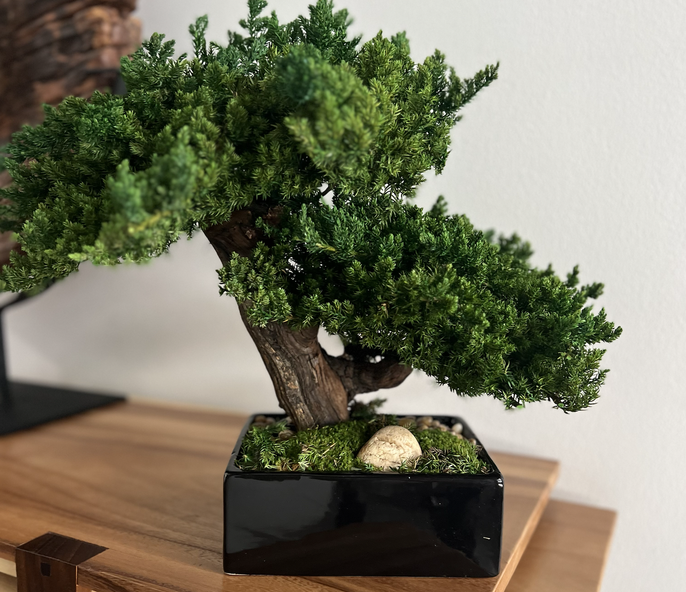 Double preserved bonsai tree in black pot with moss and rocks