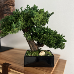 Double preserved bonsai tree in black pot with moss and rocks