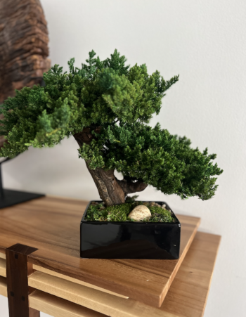 Double preserved bonsai tree in black pot with moss and rocks