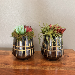 Succulents in mirror votive with moss