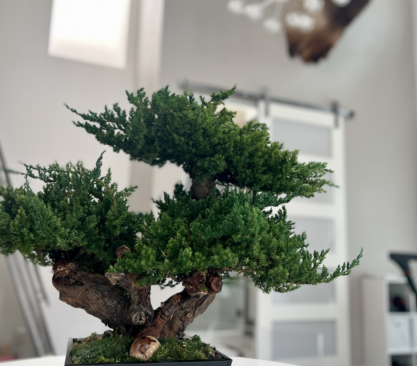 Triple bonsai in black pot with preserved moss and pebbles