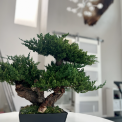 Triple bonsai in black pot with preserved moss and pebbles