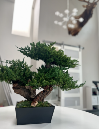 Triple bonsai in black pot with preserved moss and pebbles