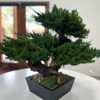 Preserved Monterey Bonsai - Triple - Image 3