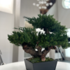 Preserved Monterey Bonsai - Triple - Image 2
