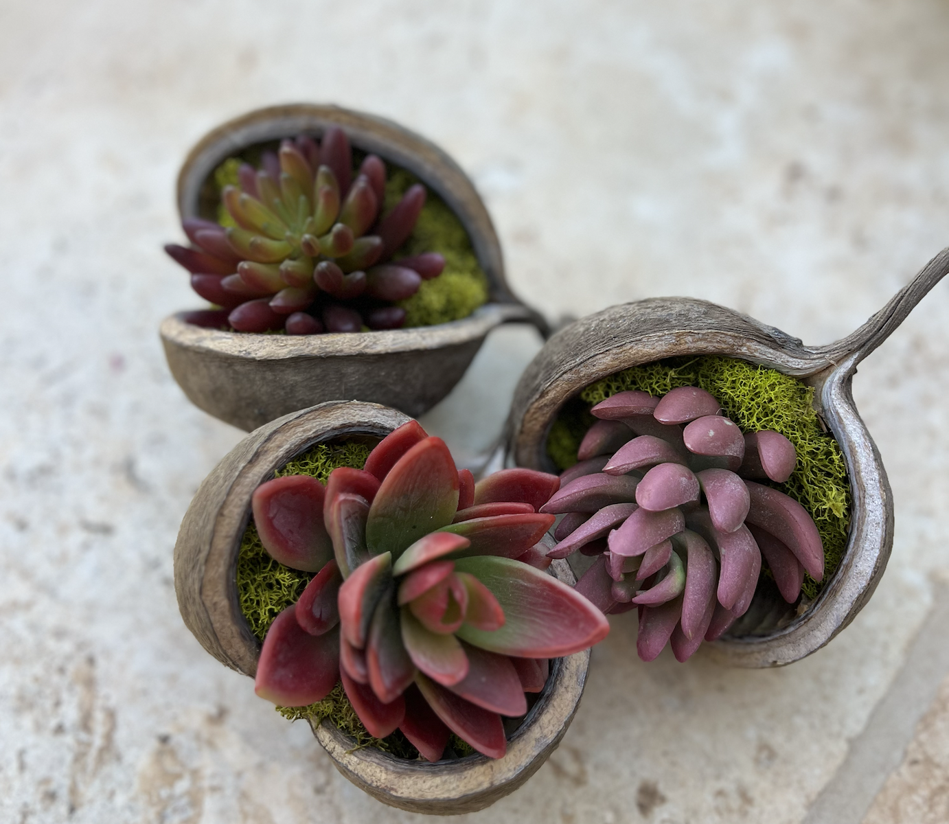 Buddha nut with red succulents