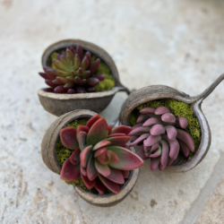 Buddha nut with red succulents