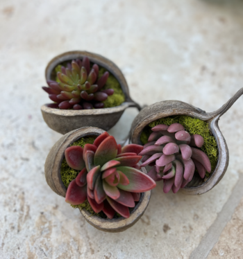 Buddha nut with red succulents