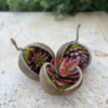Buddha Nut With Red Succulent - Image 2