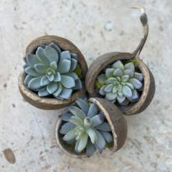 Buddha nut with green succulents and preserved moss