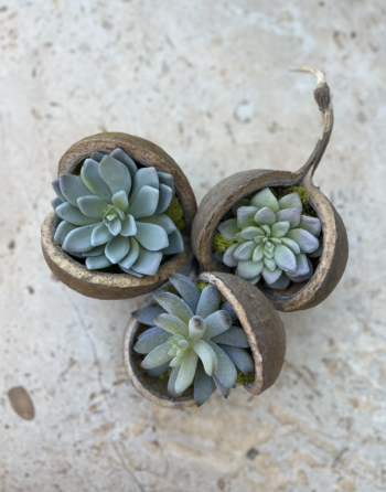 Buddha nut with green succulents and preserved moss