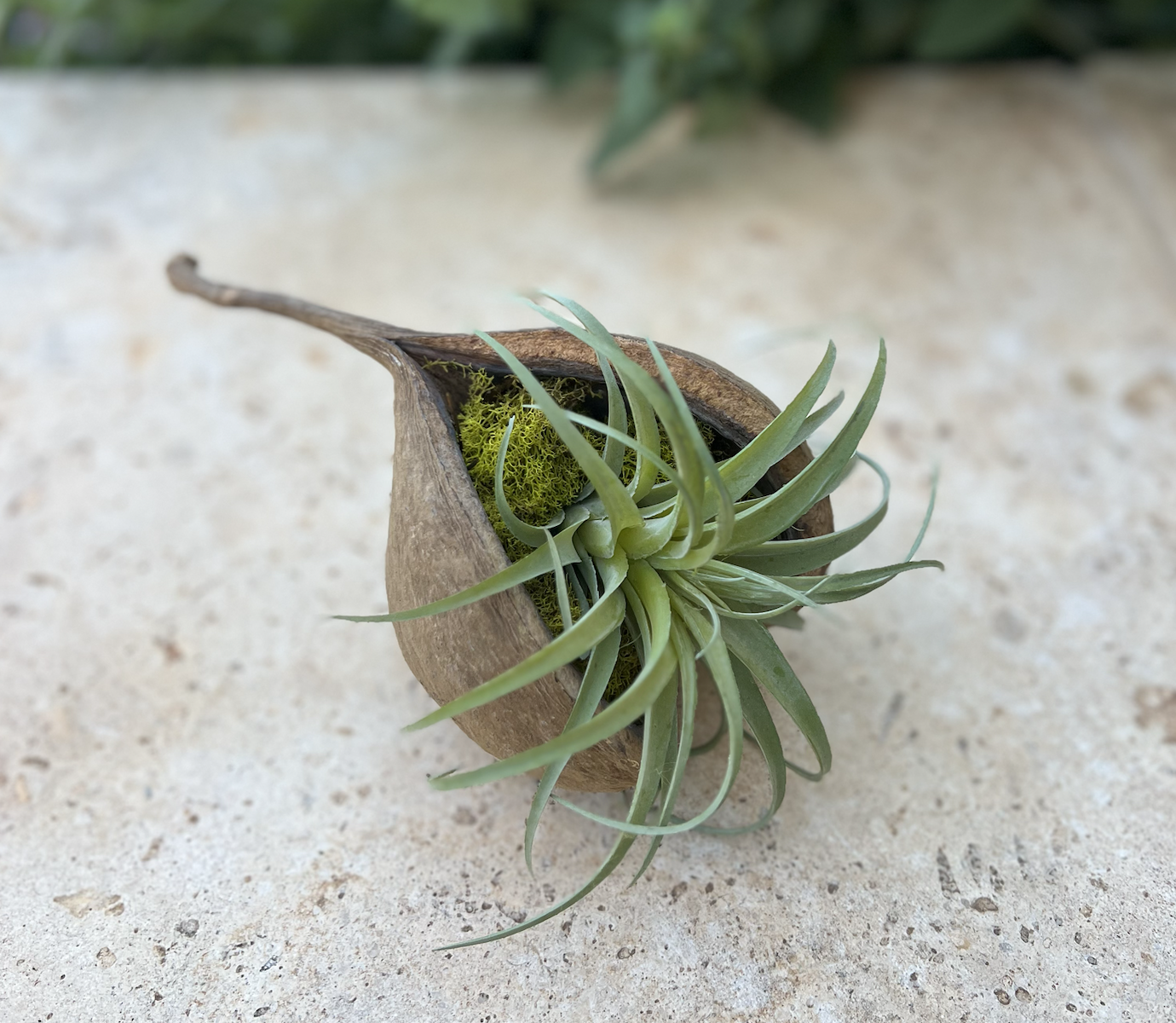 Buddha nut with air plant and moss