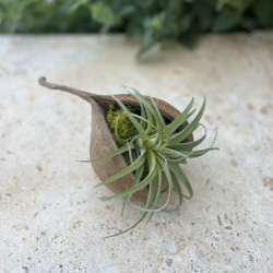 Buddha nut with air plant and moss