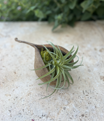 Buddha nut with air plant and moss