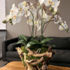 Large Orchid in Grape Vine Root Ball - Image 2