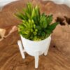 Small Plant Stand with Succulents & Moss - Image 2