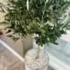 Olive Tree Planted in White Pebbles - Image 3