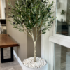 Olive Tree Planted in White Pebbles