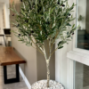 Olive Tree Planted in White Pebbles - Image 2